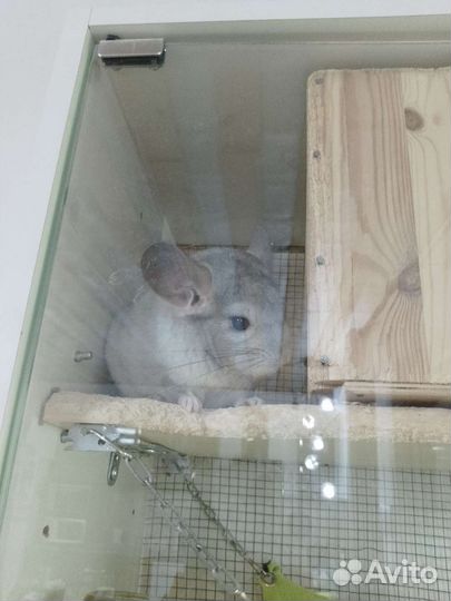 Шиншилла мальчик