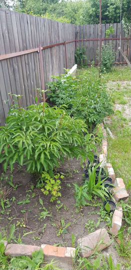 Дача 60 м² на участке 6 сот.