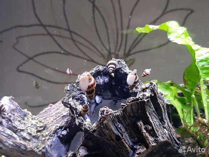 Хелены (AnentomeHelena)