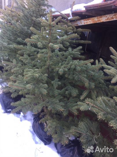 Елки с комом