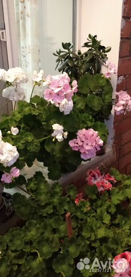 Комнатные цветы