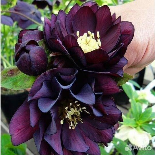 Морозник саженцы