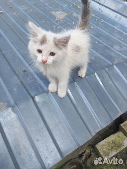 Котенок мальчик бесплатно в добрые руки