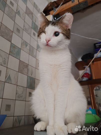 Кошка