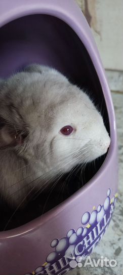 Шиншилла гомобежевый фиолет бархат