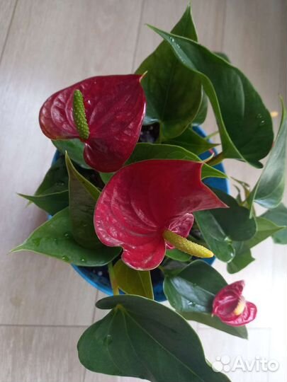 Антуриум ред, мандариновое дерево