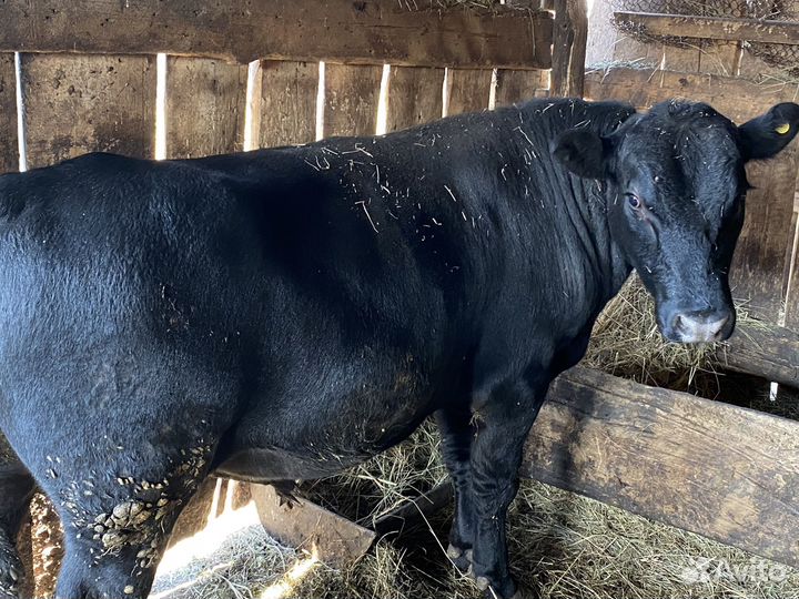 Телочки на племя