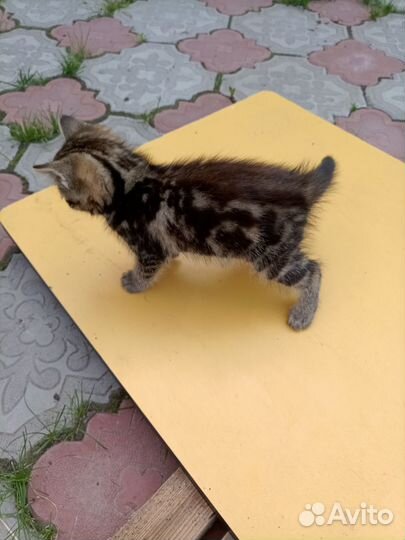 Котята в добрые руки бесплатно