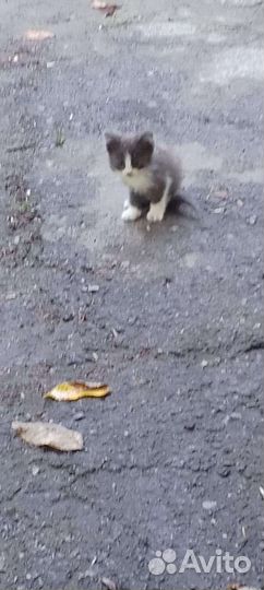 Котята в добрые руки бесплатно