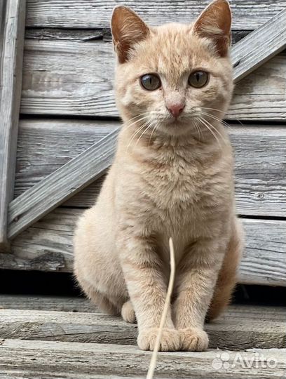 Отдам котят