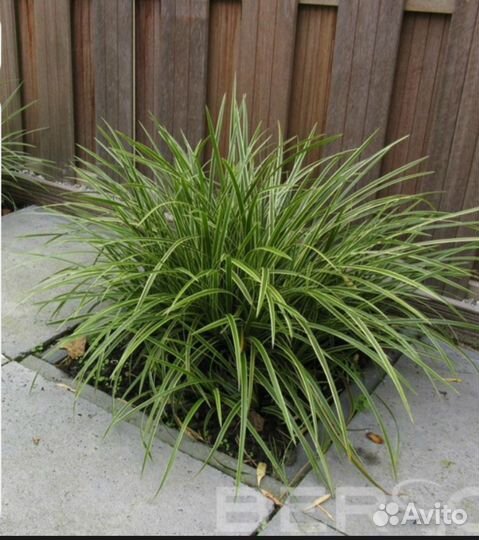 Осока Мэрроу вариегата