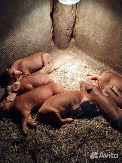 Племенные поросята дюрок