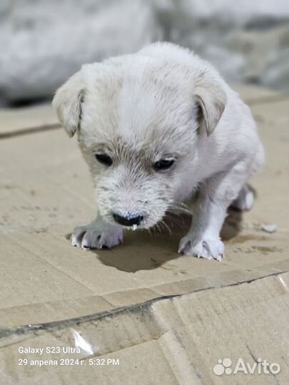Щенки бесплатно в добрые руки