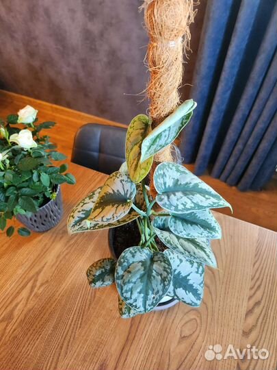 Растение в горшке