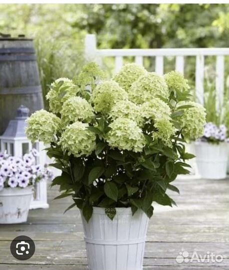 Гортензии,мордовник, синюха, волжанка,фундук