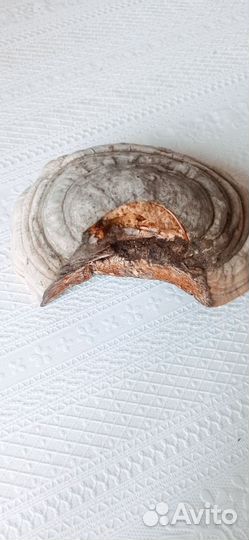 Березовый гриб чага