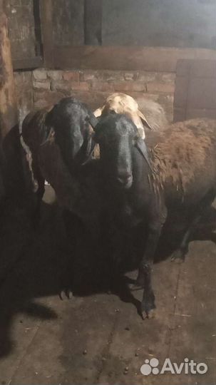 Курдючные бараны овцы