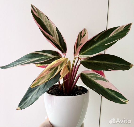 Калатеи разные