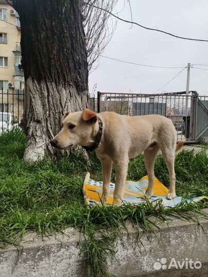 Супер-Собака