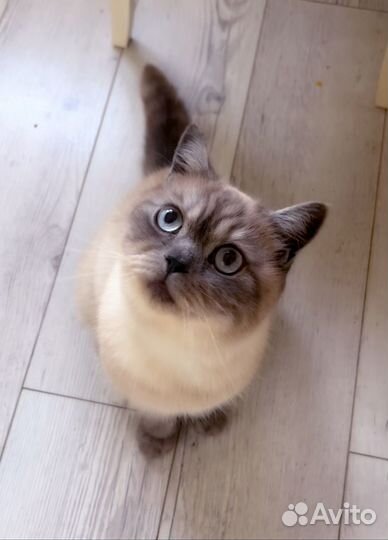 Кот ищет дом