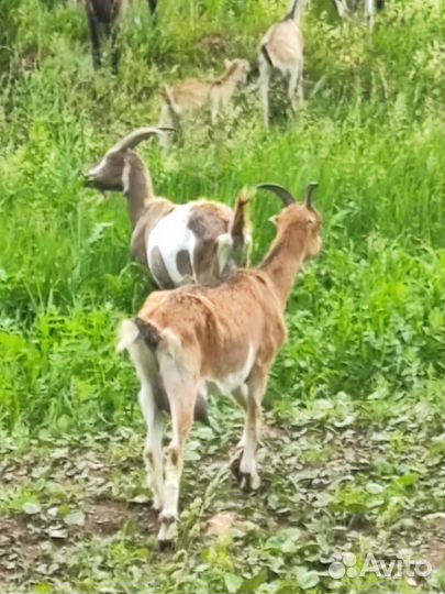 Дойные козы Ламанча