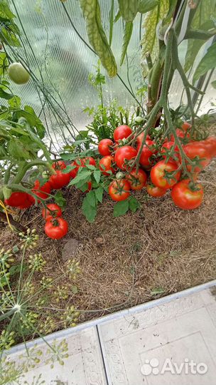 Помидоры