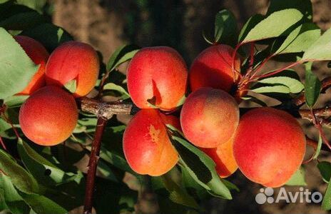 Саженцы абрикосов для Ленинградской области