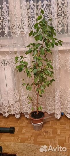 Бенджамина