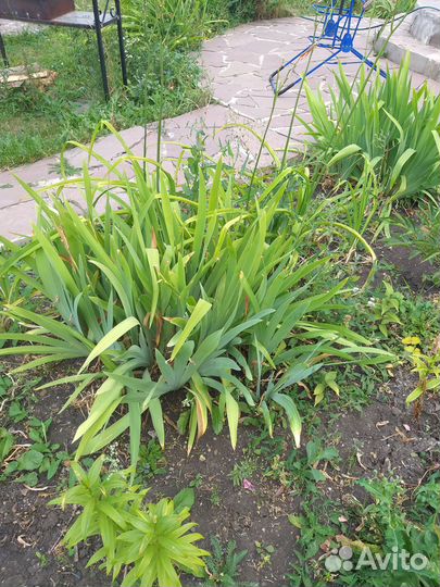 Ирисы голубые