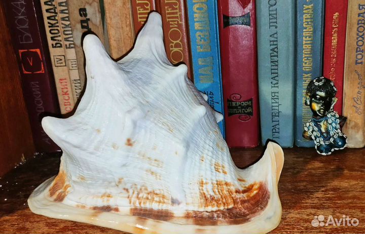 Шикарная морская раковина