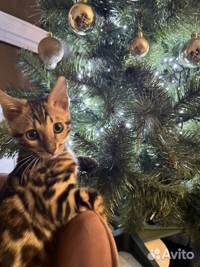 Бенгальская