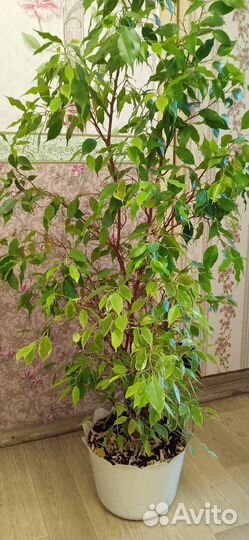 Фикус бенджамина