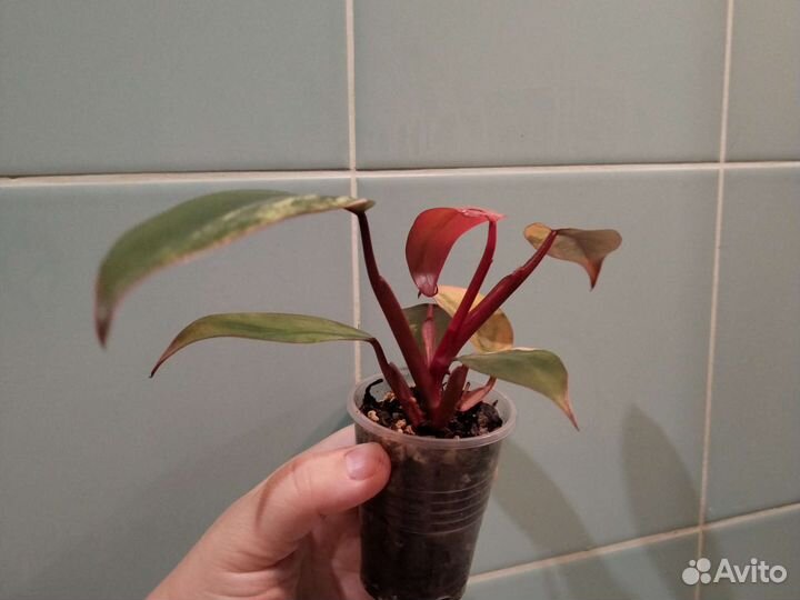 Филодендрон, хоия, эпипренум