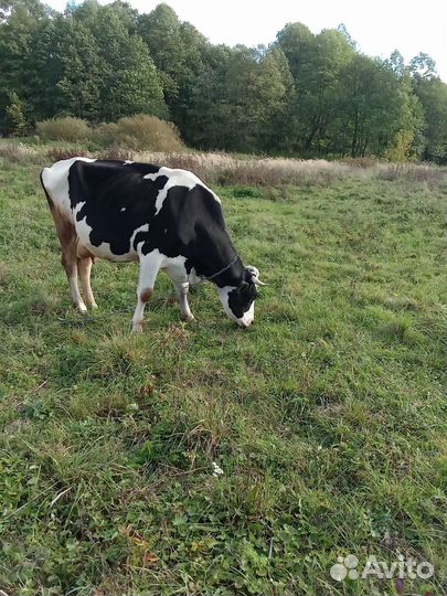 С/х животные коровы