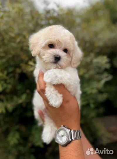 Щенки мальтипу