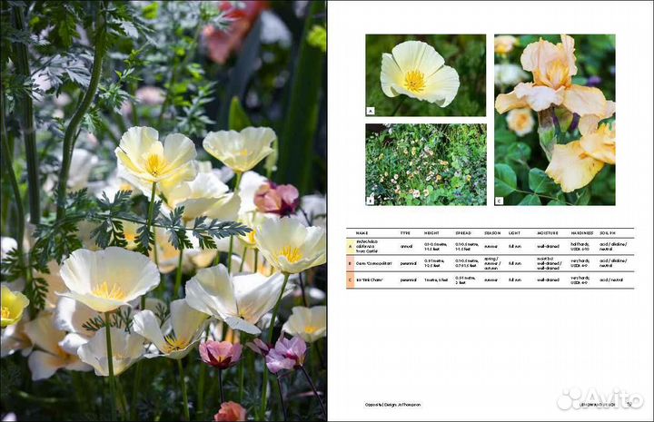 Gardeners Palette: Creating Colour Harmony in the