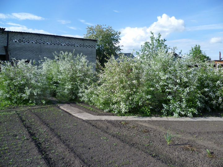 Участок 12 сот. (СНТ, ДНП)