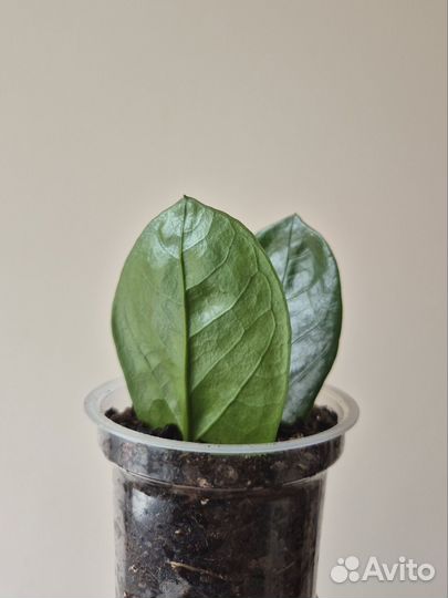 Замиокулькас замиелистный