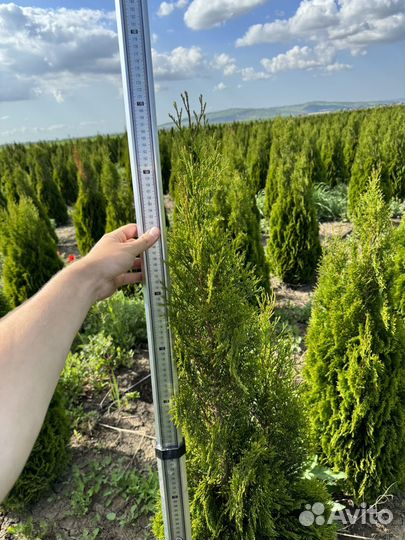 Туя смарагд