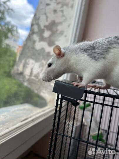 Крыса девочка с клеткой
