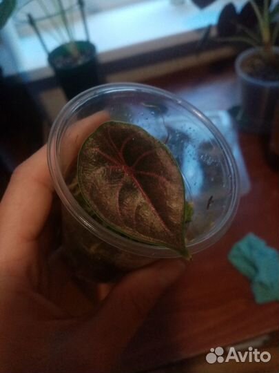 Детки и подростки алоказии Азлани и Черный вельвет