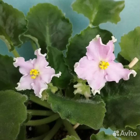 Фиалки стандарты