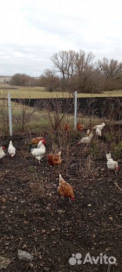 Петушок Адлеровской серебристой