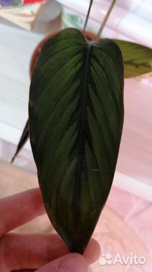 Калатея Вилсон Принцеп