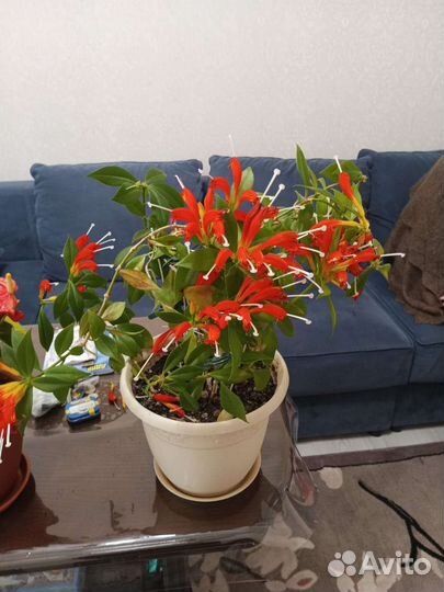 Цветы домашние в горшках