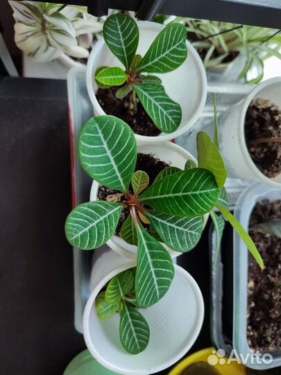 Молочай, фиалка