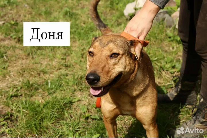Доня ищет дом