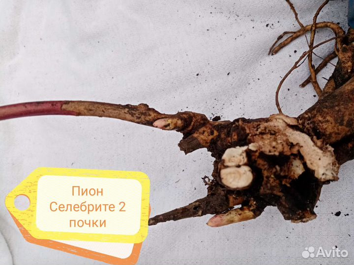 Пион Селебрите