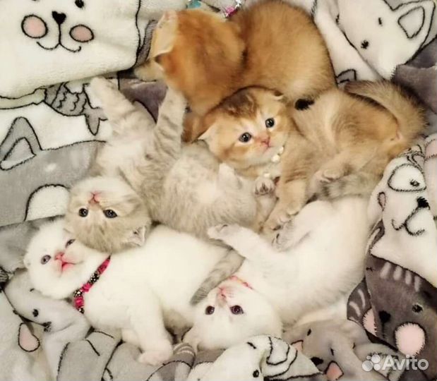 Шотландский кот вязка
