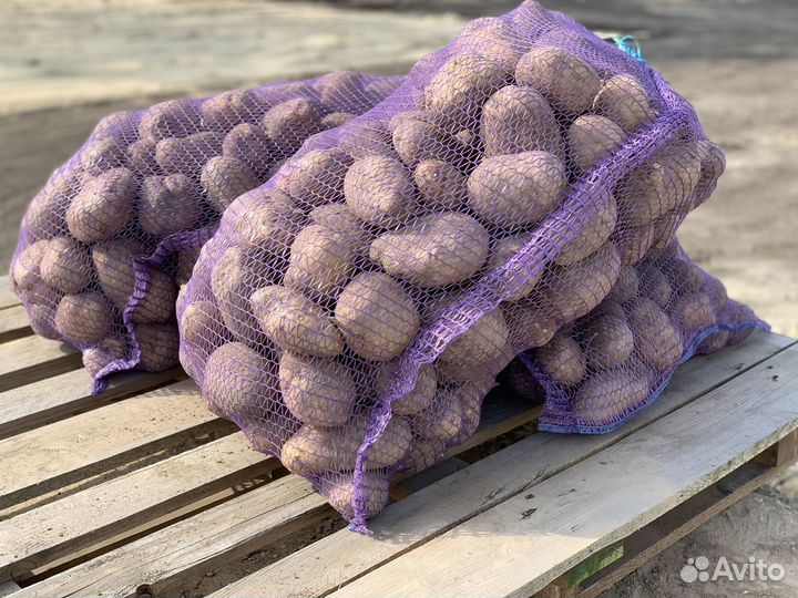 Картошка продажа